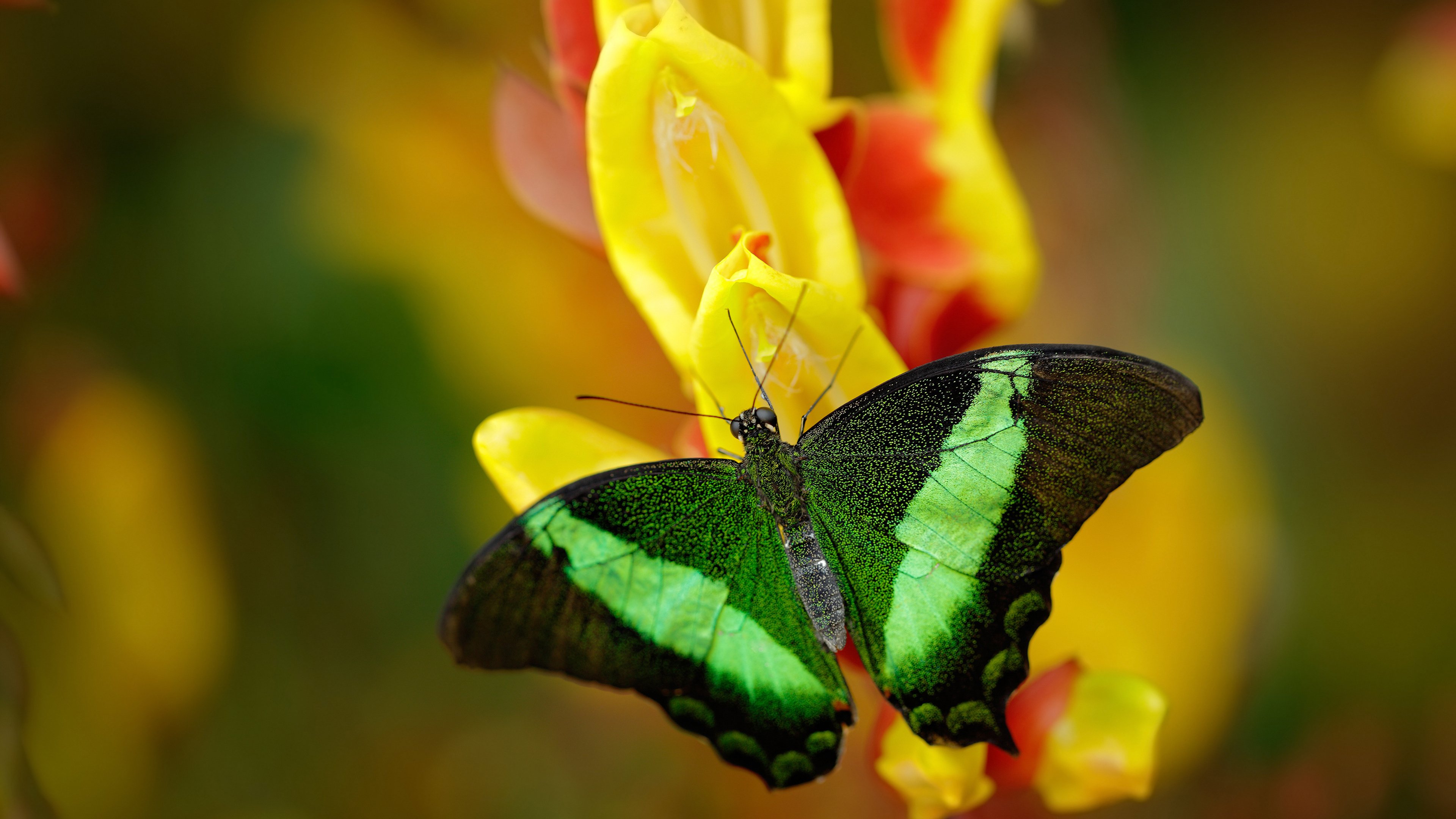 熊猫体育下载-_篮网球员流畅配合，连续胜利到手_，篮网球队球员名单