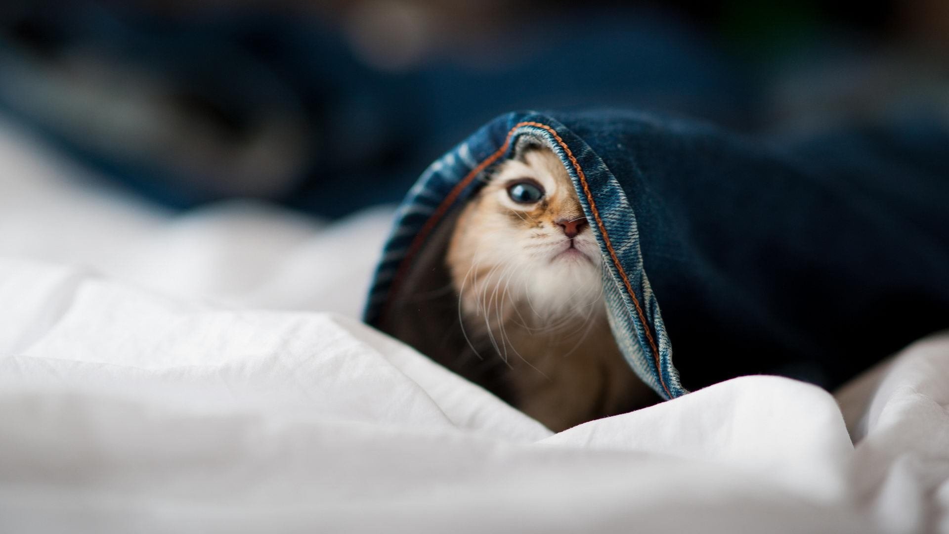 熊猫直播-“中超联赛积分榜持续变化，争冠局势激烈”，中超联赛2021第一阶段积分