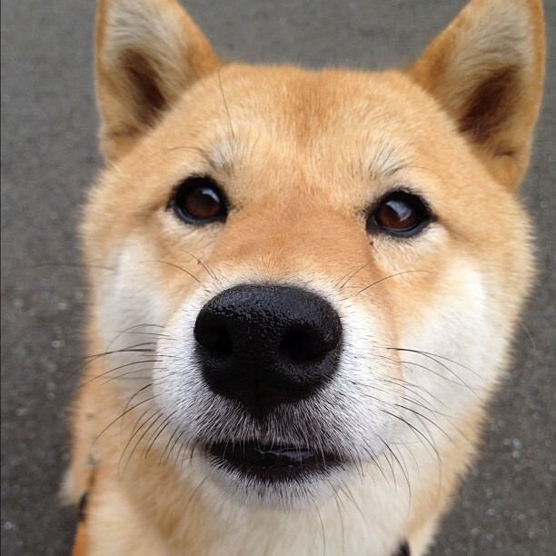 【连胜纪录】道奇队连续七场获胜保持榜首,道奇队球员介绍