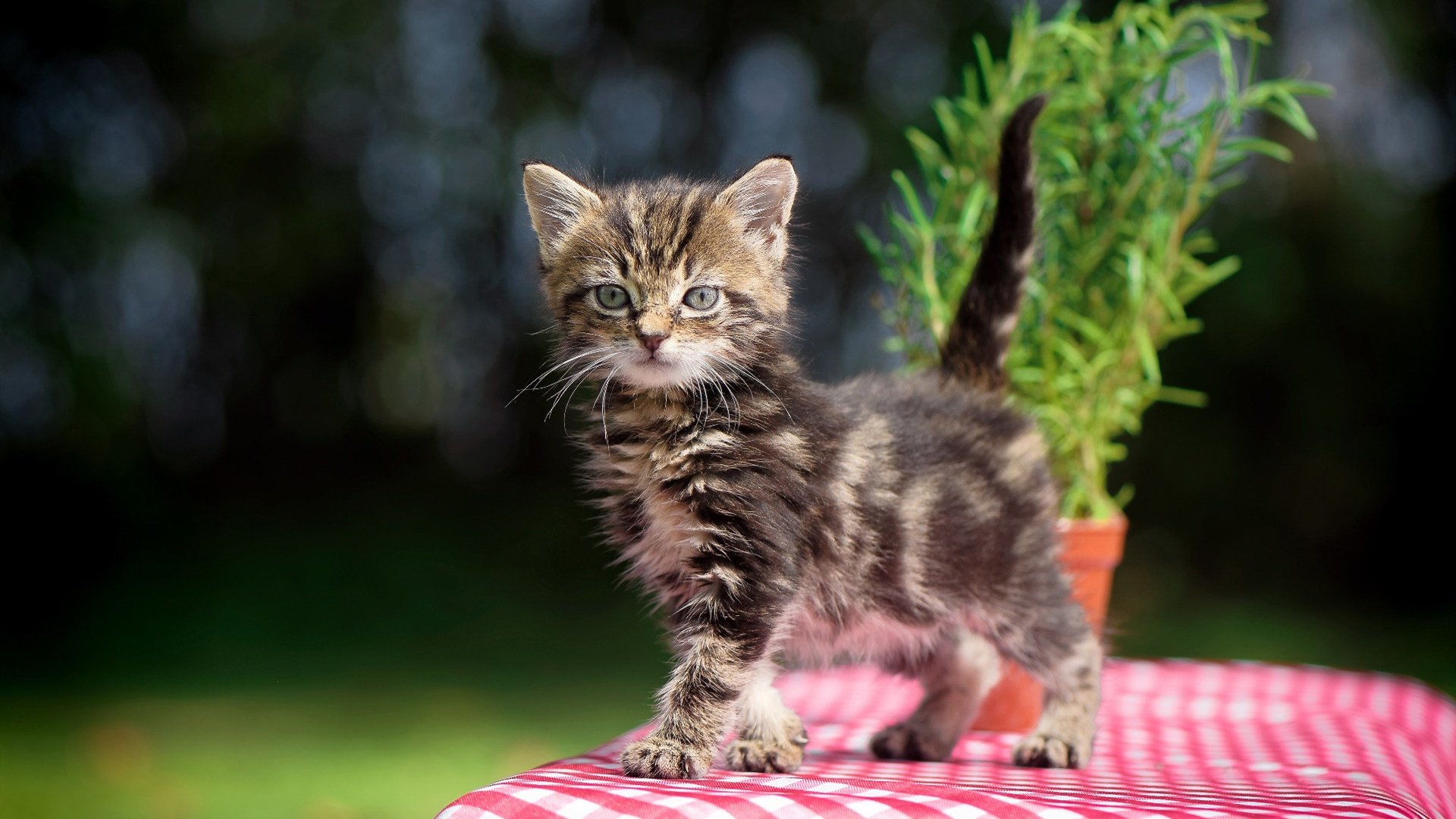 熊猫体育网页版-伊朗队中场卡瓦尼在巴黎奥运会上展现出强大的进攻组织能力，伊朗男篮卡兹米