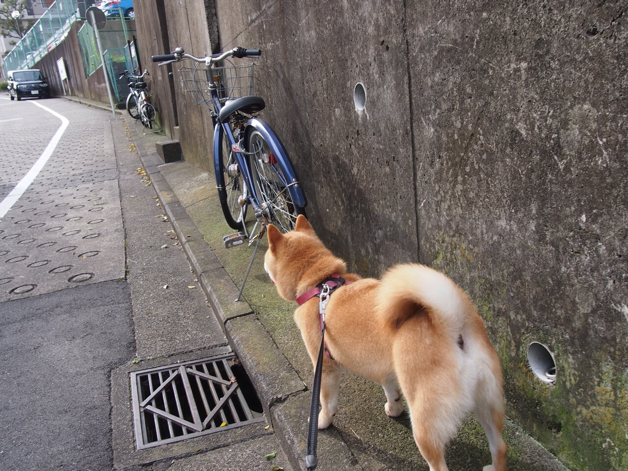 熊猫体育平台安全-成长路径全公开：青少年精英培养计划，精英成长计划书