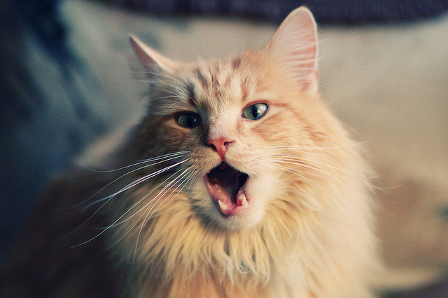 熊猫体育入口-球队传承：老牌豪门的辉煌历史，传统球队