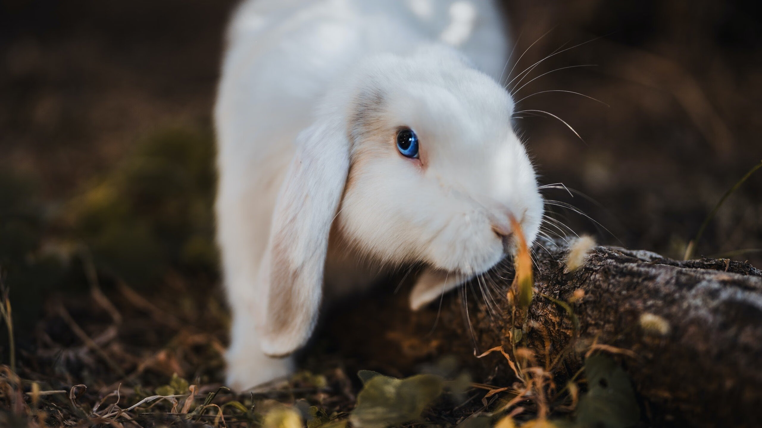 荷兰马术队在巴黎奥运会障碍赛中获得第六名,展现出色表现。,荷兰马拉松比赛