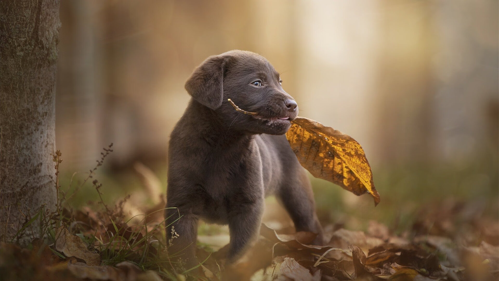 熊猫体育网页版-行业标准逐步完善：让电竞更具权威和公信力，电竞行业的相关政策