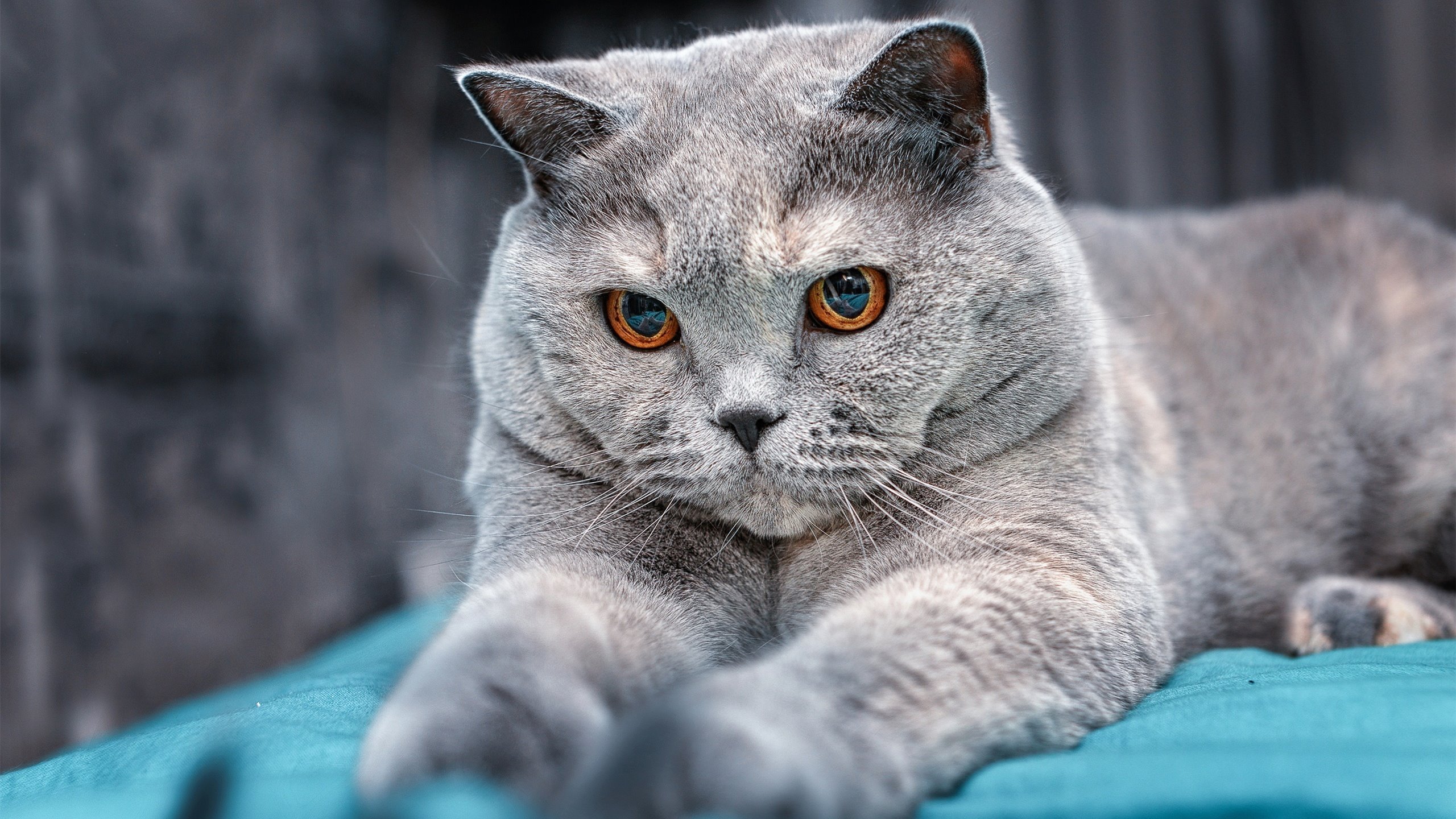 行业标准逐步完善:让电竞更具权威和公信力,电竞行业的相关政策