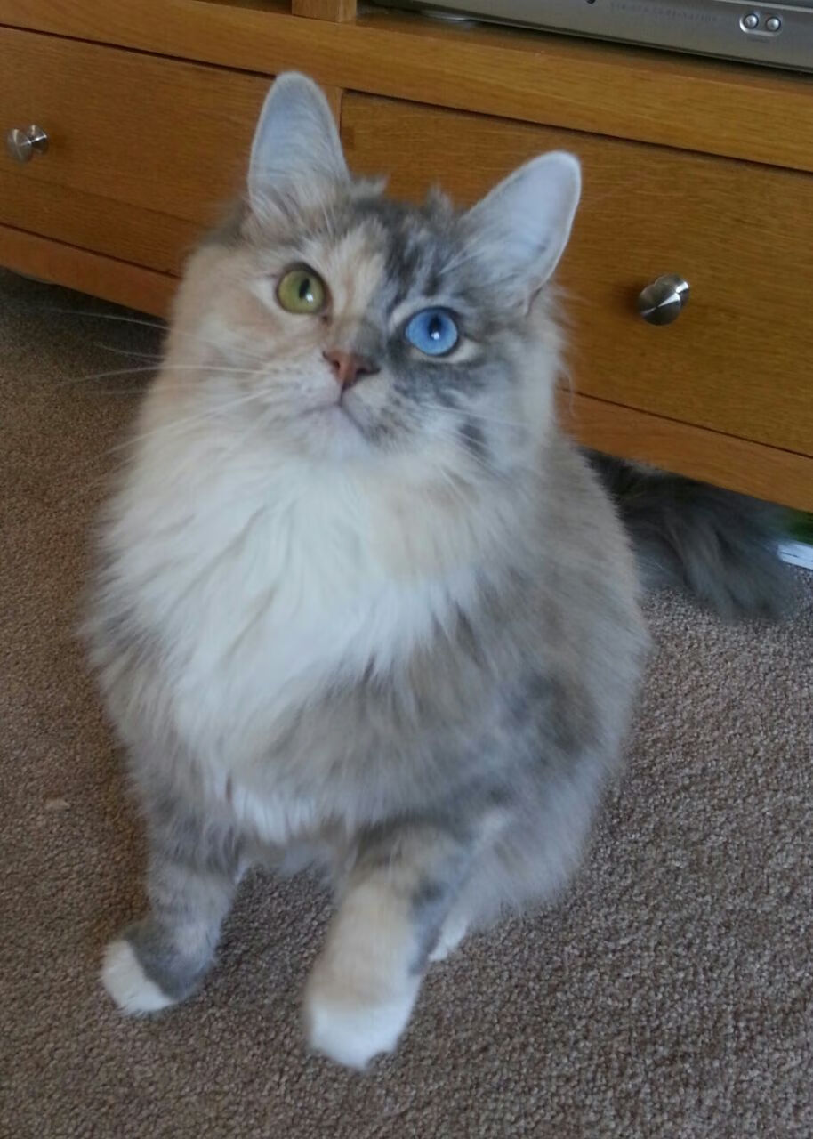 上海海港中场核心状态火热，上海海港中超