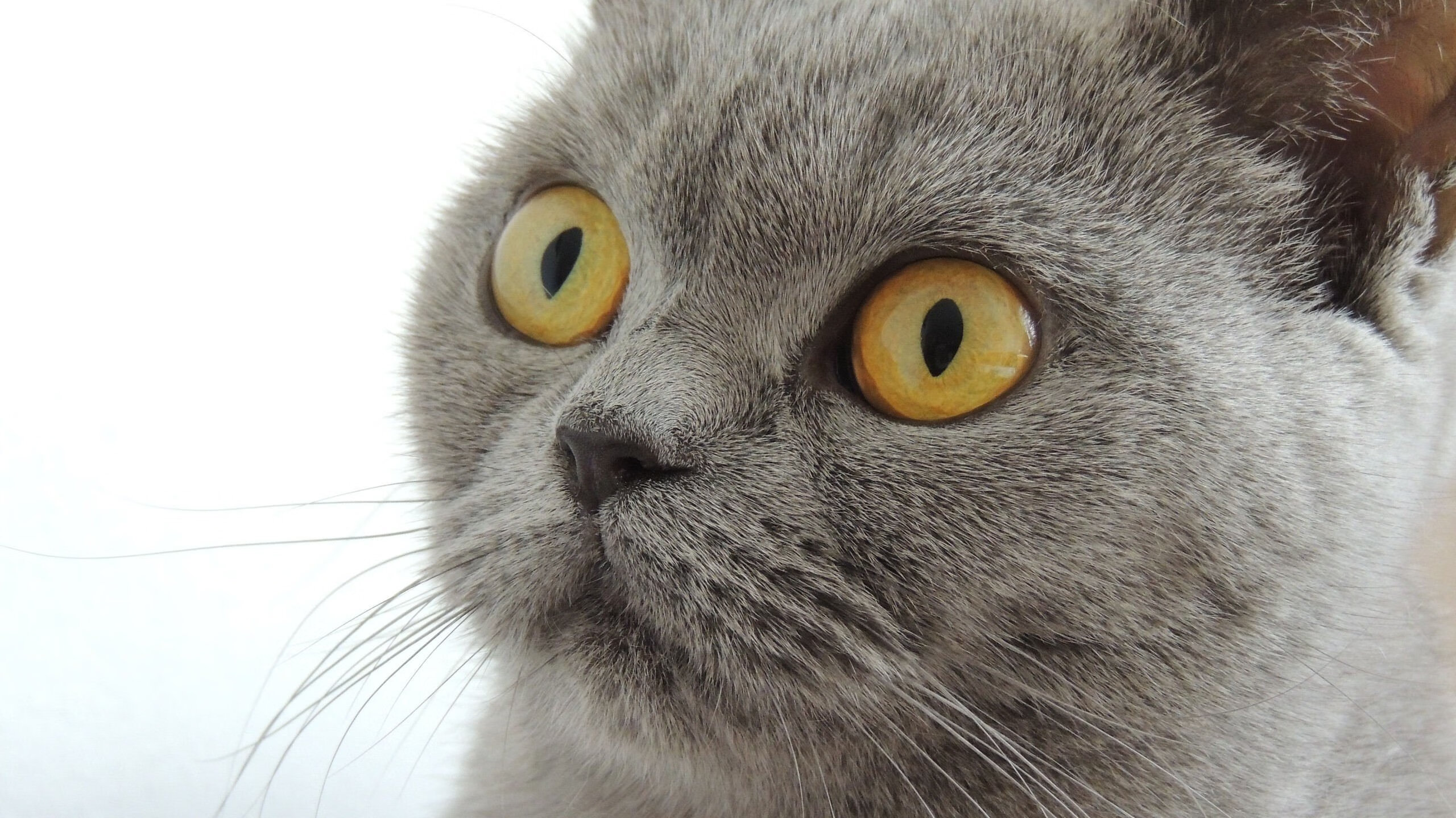 熊猫体育官方网站-凯尔特人稳定推进继续领跑东部，凯尔特人是东部第几