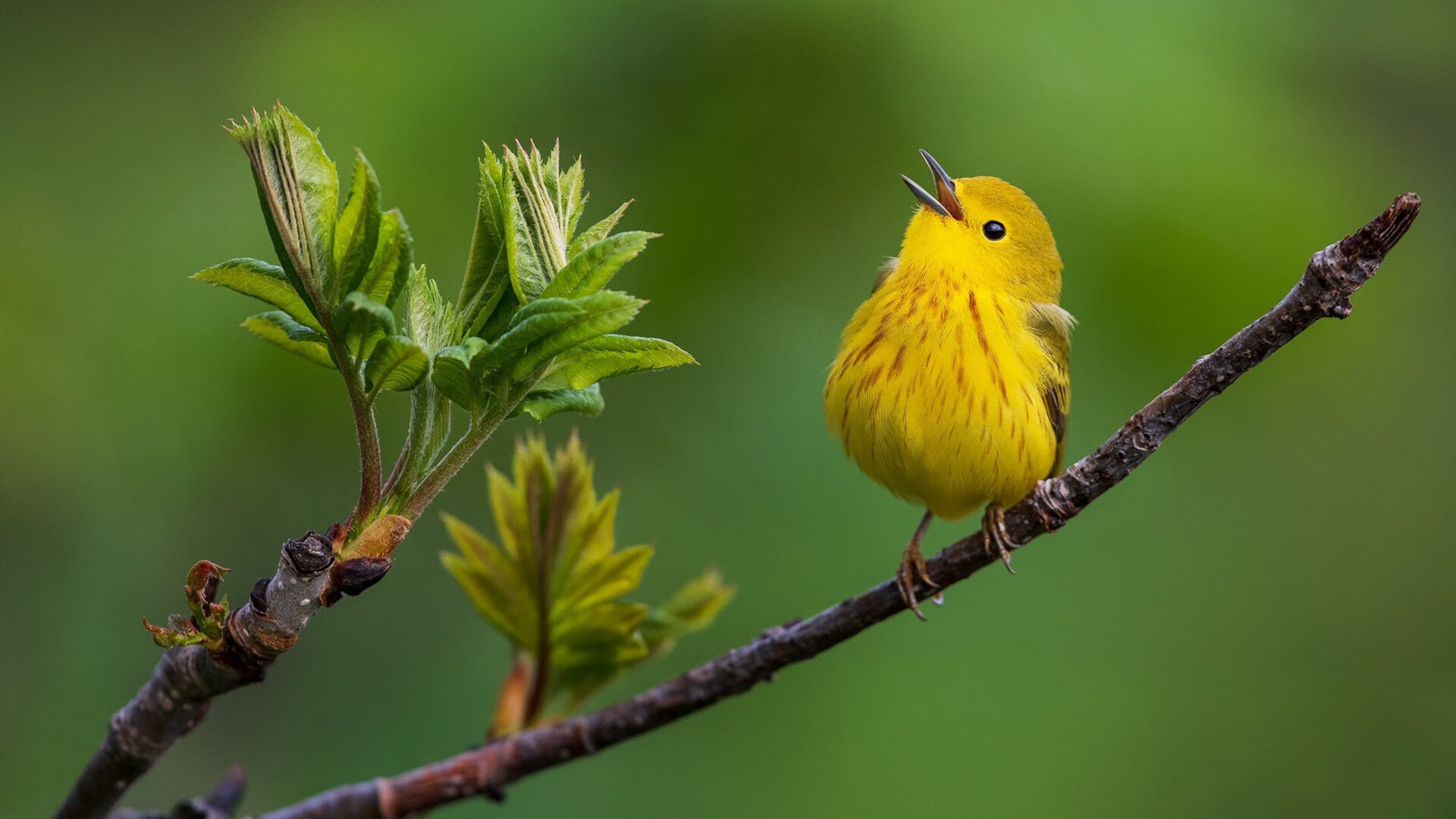 熊猫体育娱乐-多特蒙德主场绝杀曼城，成功晋级半决赛！，多特蒙德对曼城首发阵容