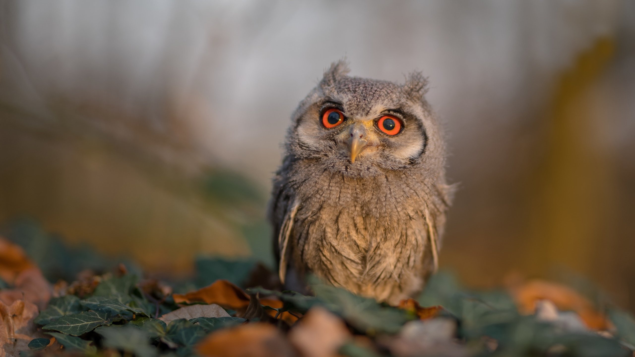熊猫体育娱乐-是否应提升球员职业身份尊重度，要求球员