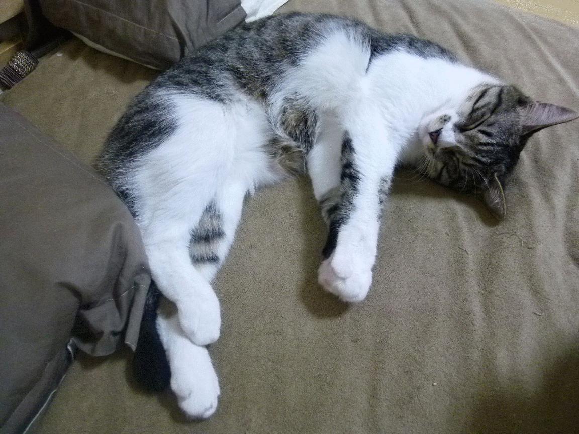 森林狼队失利后调整阵容，迎战强敌备战，森林狼队伍