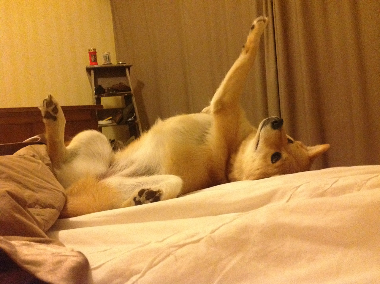 河南队需要克服河北的抵抗,提高士气,河南对河北排球比赛