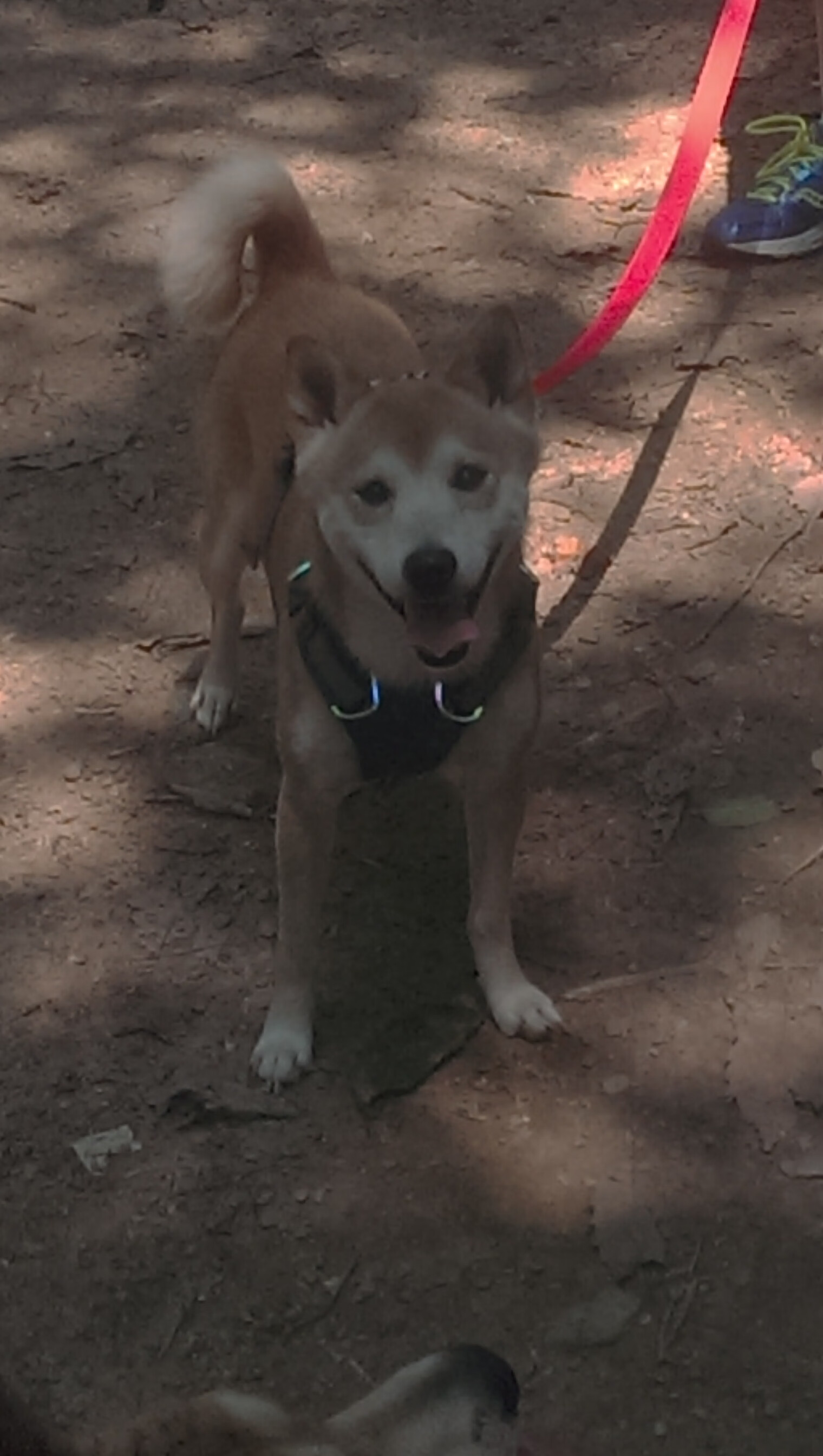 熊猫TV-石油人关键时刻发挥冷静，作为石油人