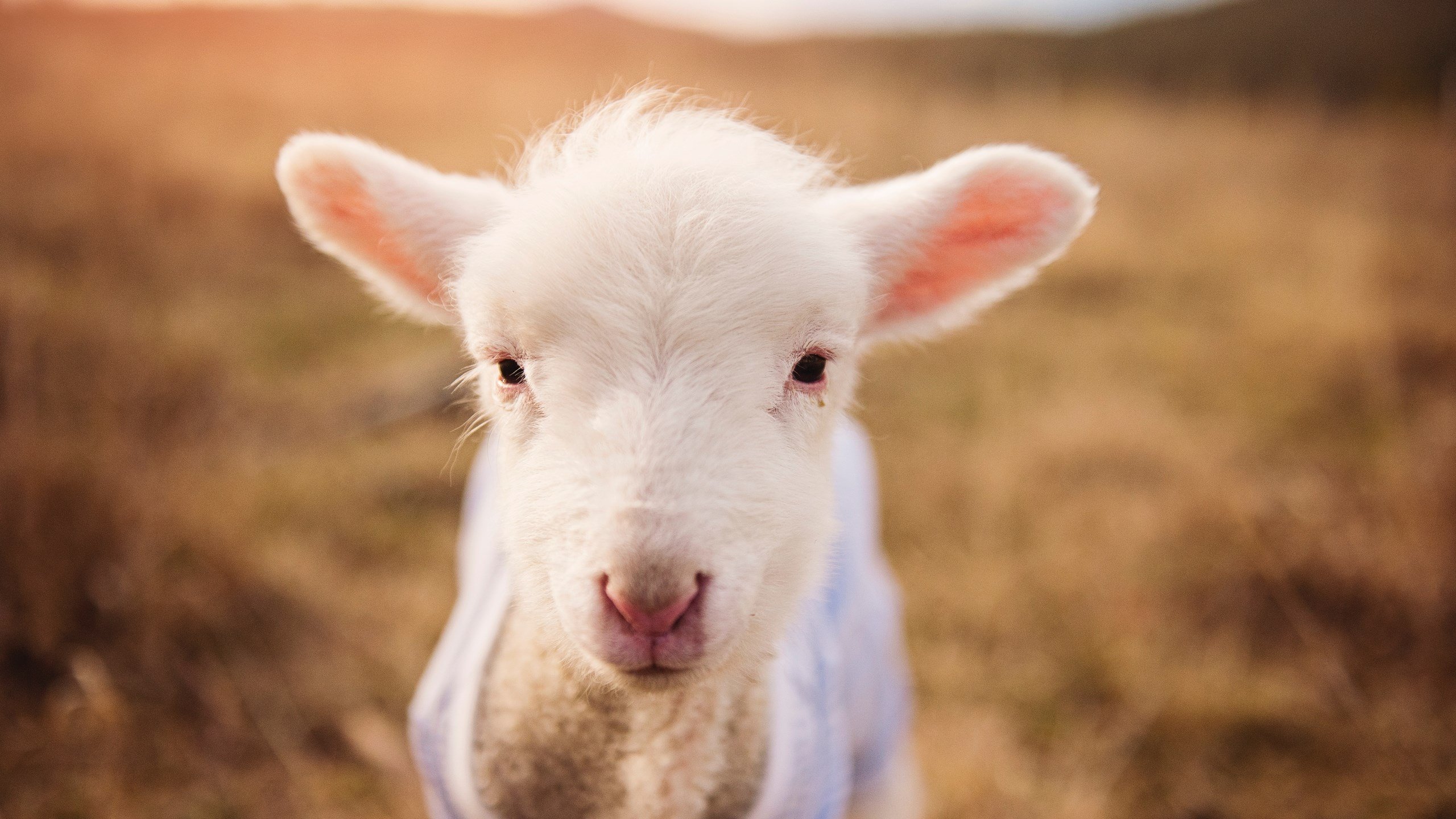 福建天信主场胜出，积分榜 mid爬涨幅明显，福建天信俱乐部