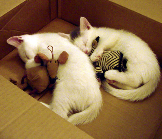 篮球运动员训练计划科学制定及执行效果评估研究,篮球职业球员训练计划