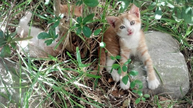 熊猫体育官网-运动康复项目在社区医疗体系中的融合方案，运动医疗和运动康复