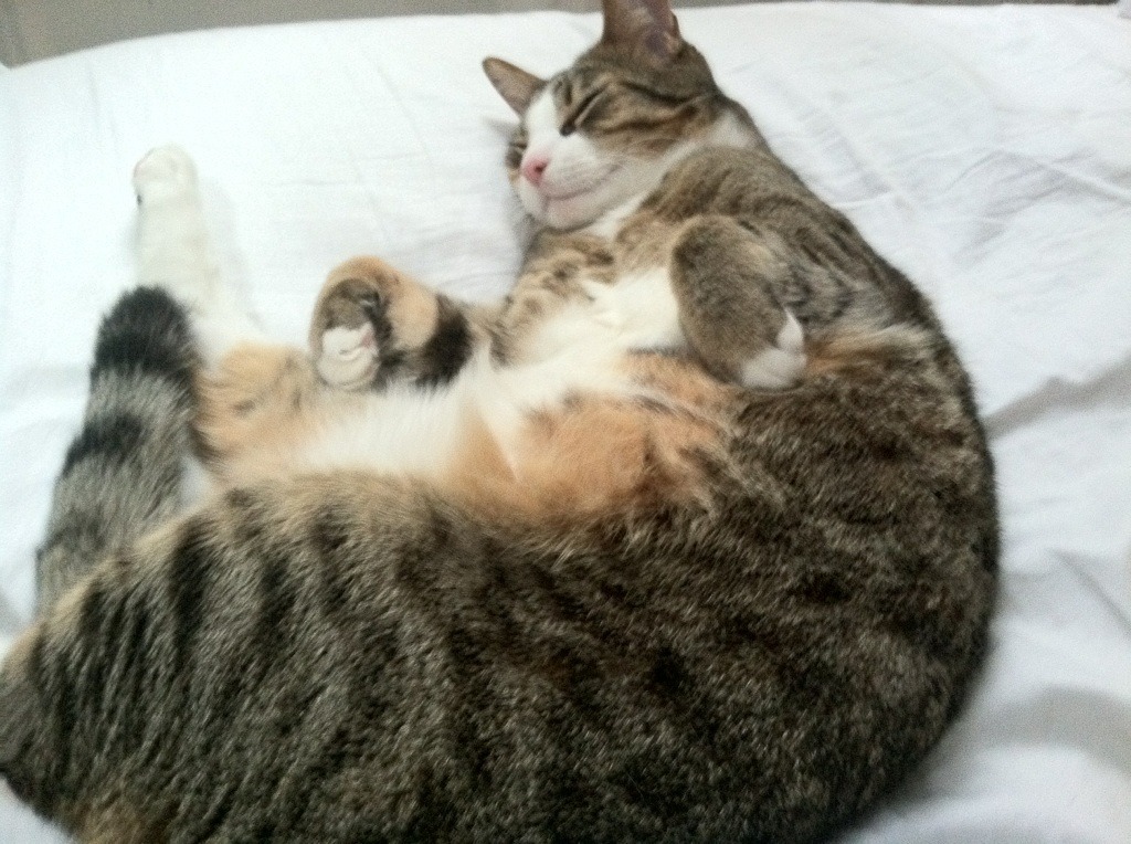 熊猫TV-“简阳文体中心迎接2025世界运动会，精彩运动开幕”