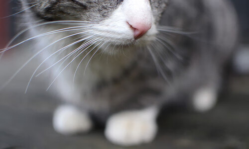 世界杯预选赛中国女足迎战 球迷热情空前高涨,2021年中国女足世界杯预选赛结果