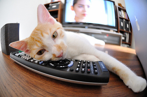 熊猫体育app官网-澳大利亚队赛制调整：团体赛如何成为提升球队实力的关键，澳大利亚球队分析