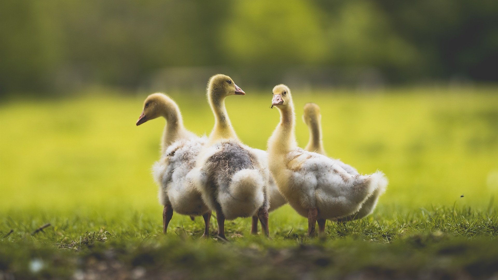 美国队如何在国际乒联混合团体世界杯中提升比赛表现,美国乒乓球世锦赛