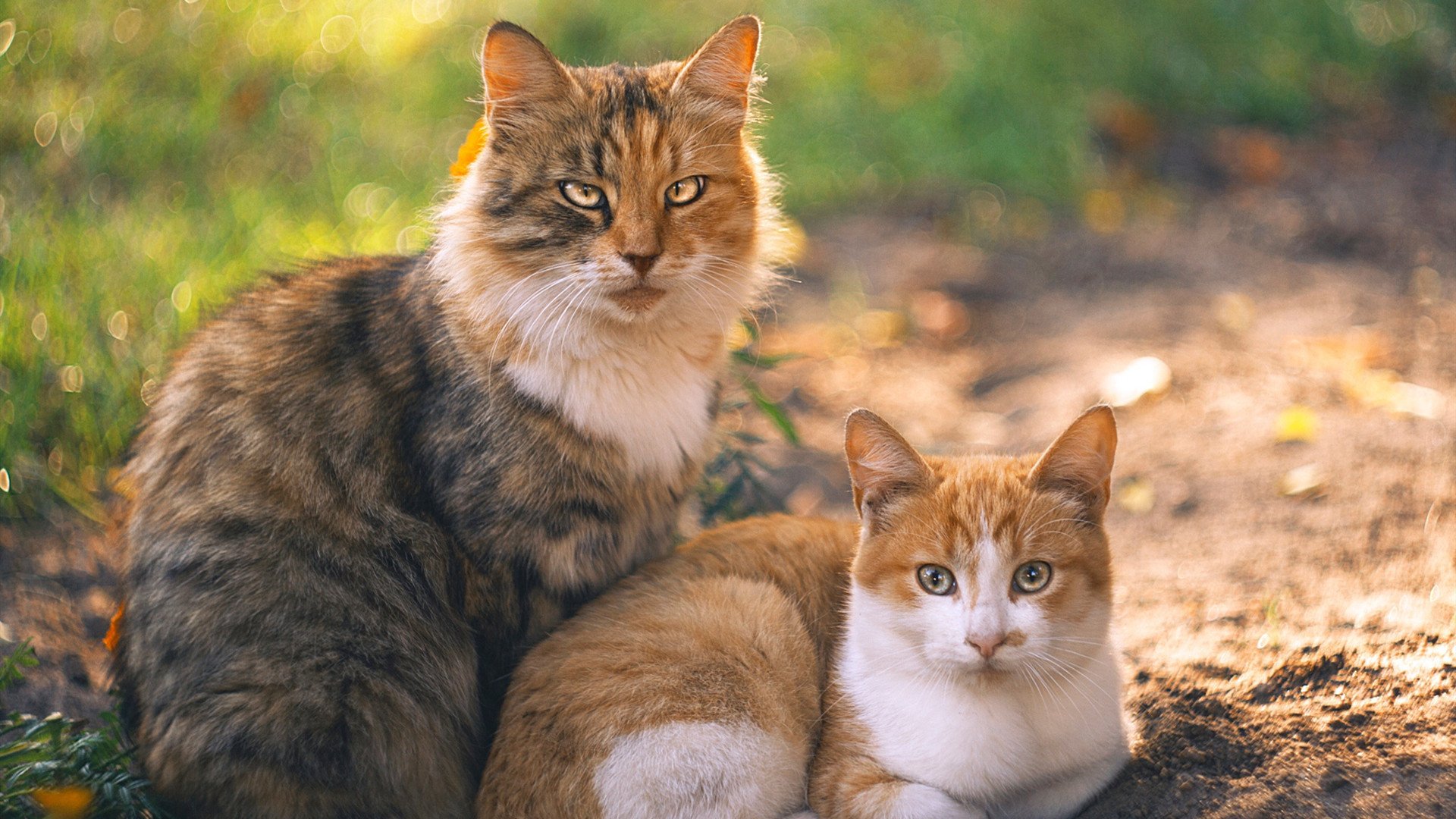 熊猫体育APP-中国男篮加强外线投射训练力争提高命中率，中国男篮 外援