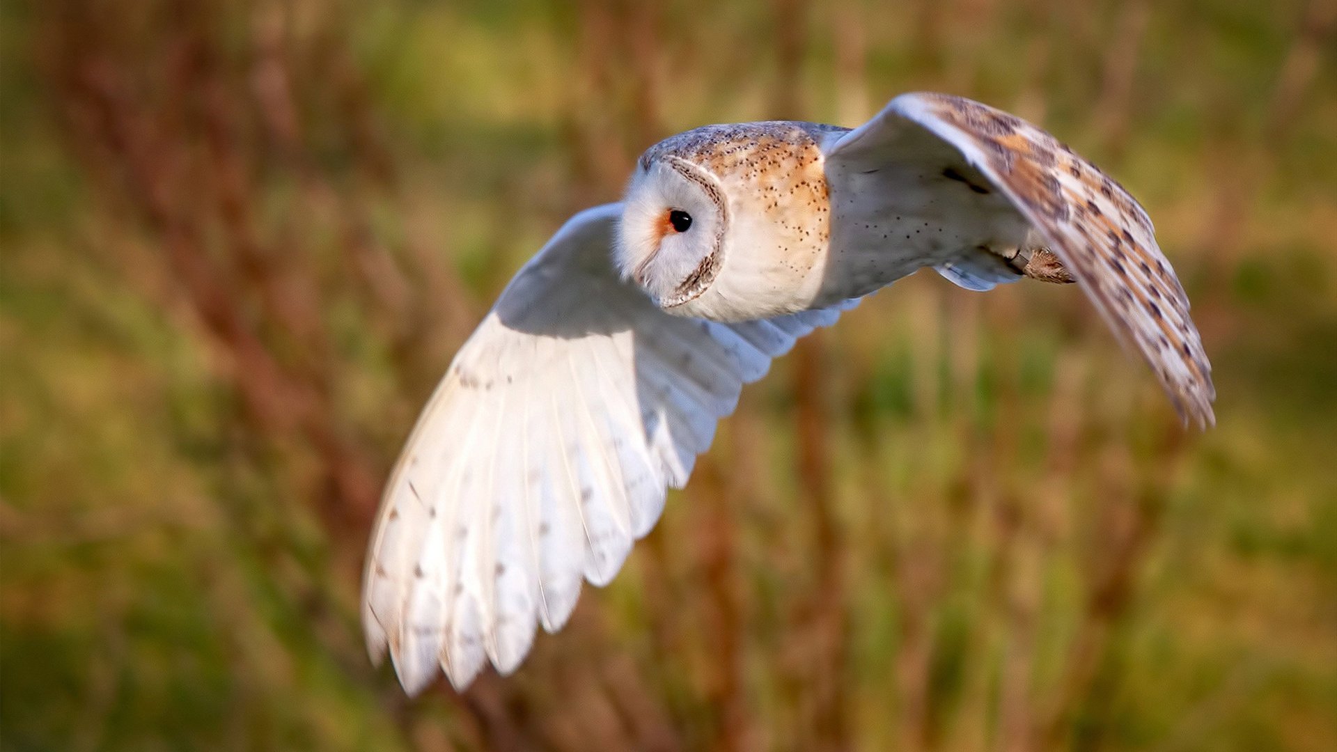 浓眉抢断致胜湖人带动全队节奏,湖人浓眉打什么位置