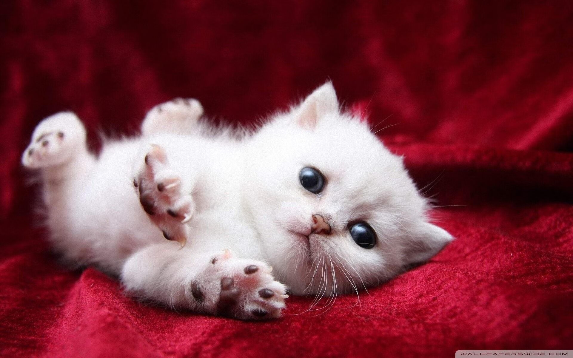 艾比·德尔福:南非队防线上的定海神针,每次防守都成为亮点,艾比利德尔