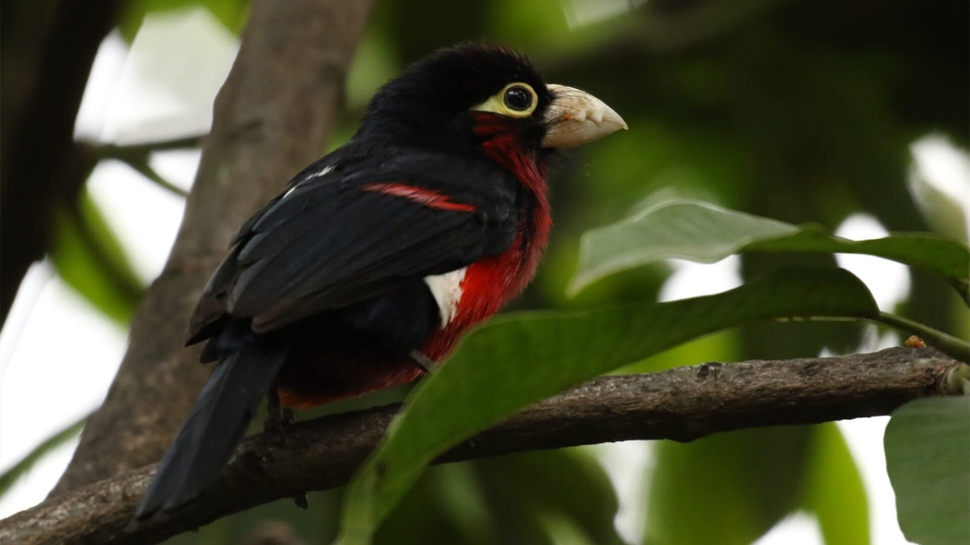 英超冲刺猛攻:最后时刻的精彩奇迹!,英超火爆